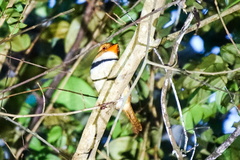 Bucco capensis