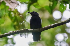 Thamnomanes ardesiacus