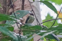 Lophotriccus galeatus