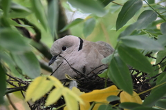 Streptopelia decaocto