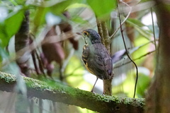 Hylopezus macularius