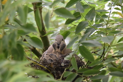 Streptopelia decaocto