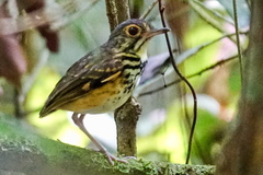 Hylopezus macularius