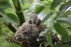 Streptopelia decaocto