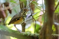 Hylopezus macularius