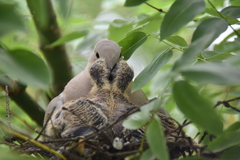Streptopelia decaocto