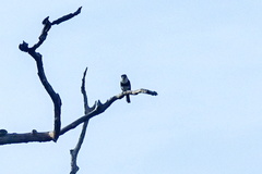 Notharchus macrorhynchos