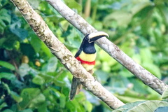 Pteroglossus aracari