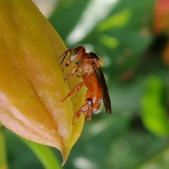 Trigona chanchamayoensis