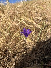 Brodiaea coronaria