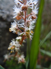 Resedaceae
