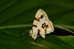 Anteros formosus