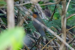 Percnostola rufifrons