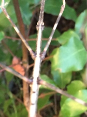 Heteronemia