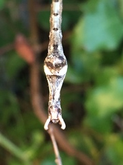 Heteronemia