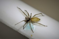 Cheiracanthium