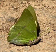 Charaxes dilutus