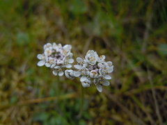Teesdalia