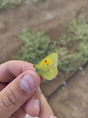 Colias kurmaevi