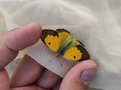 Colias kurmaevi