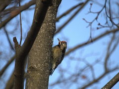 Sphyrapicus varius
