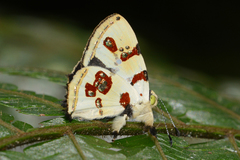 Anteros formosus
