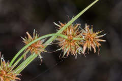 Rhynchospora holoschoenoides