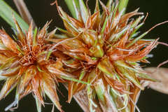 Rhynchospora holoschoenoides