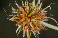 Rhynchospora holoschoenoides