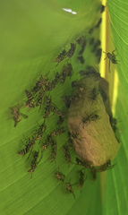 Protopolybia exigua