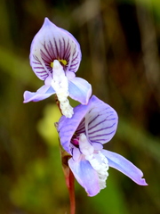 Disa venusta