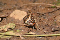 Charaxes pollux geminus