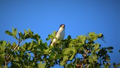 Sporophila leucoptera