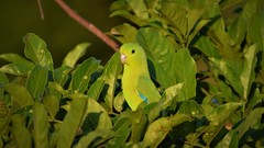 Forpus xanthopterygius