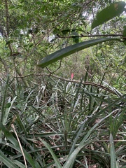 Quesnelia quesneliana