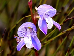 Disa venusta