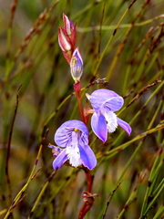 Disa venusta