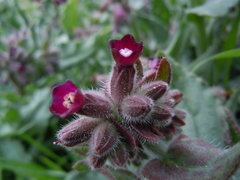 Anchusa undulata