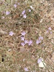 Limonium multiforme