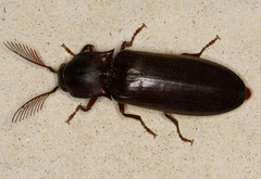 Pseudotetralobus australasiae