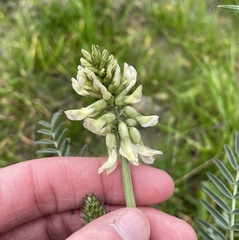 Astragalus curtipes
