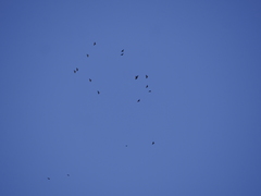 Pyrrhocorax pyrrhocorax