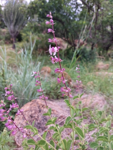 Image of Ocimum labiatum by (c) Manuel R Popp, some rights reserved (CC BY)