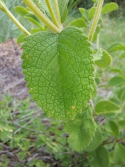 Ocimum labiatum