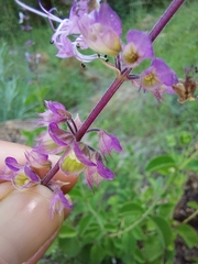 Ocimum labiatum