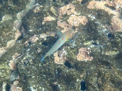 Thalassoma