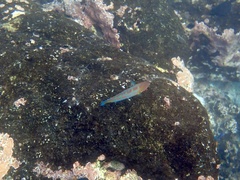 Thalassoma