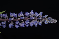 Lupinus argenteus rubricaulis