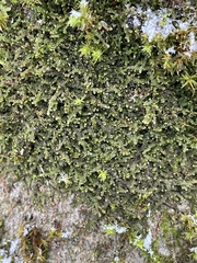 Lejeunea cavifolia