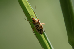 Stenotus transvaalensis